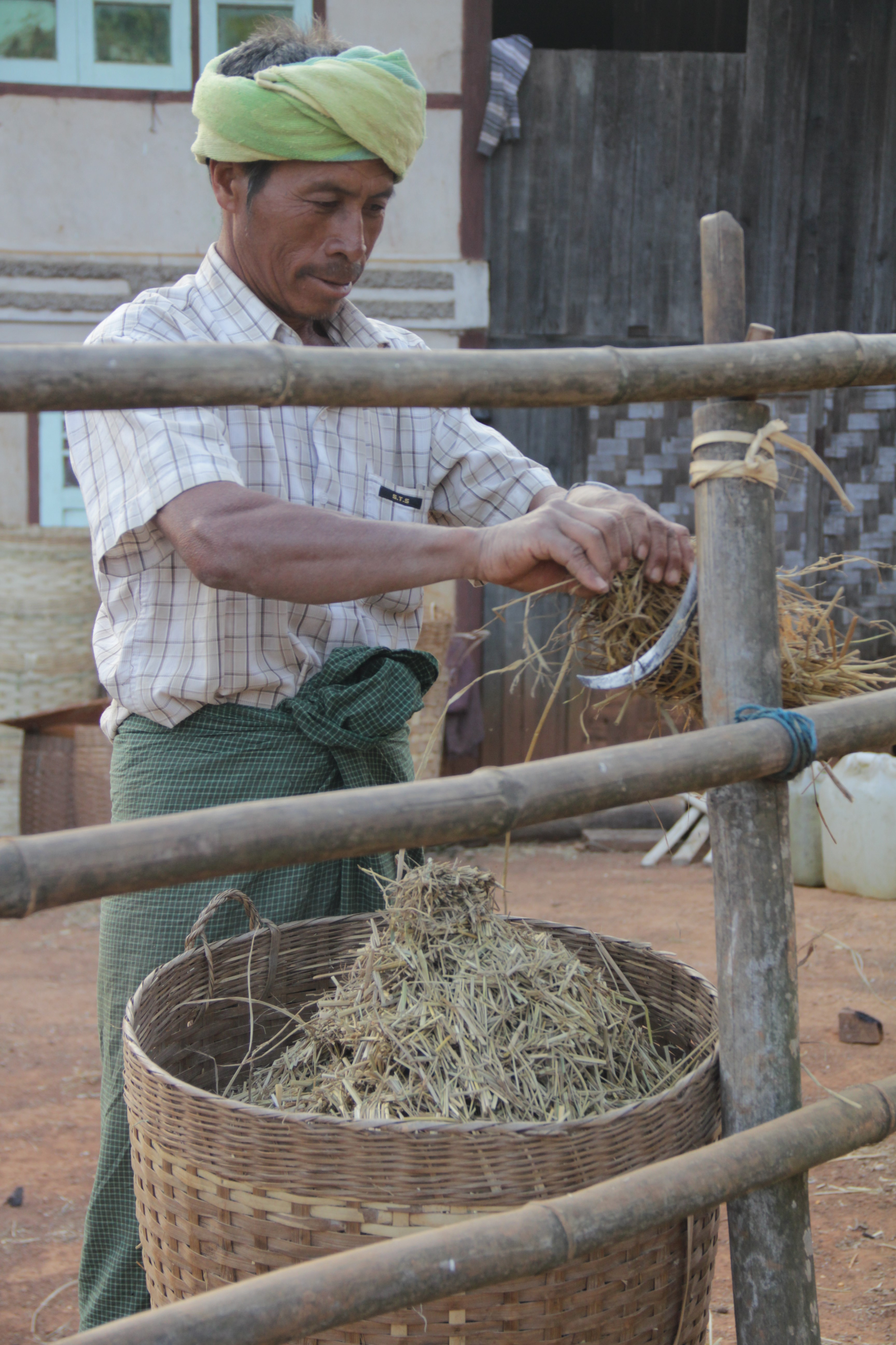 Un vilageois de Kyautsu coupe le foin avec une faucille accrochée à l'enclos des vaches (© Jérôme Decoster).