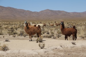 Les lamas de la Quebrada de Humahuaca (© Aurélie Bacheley).