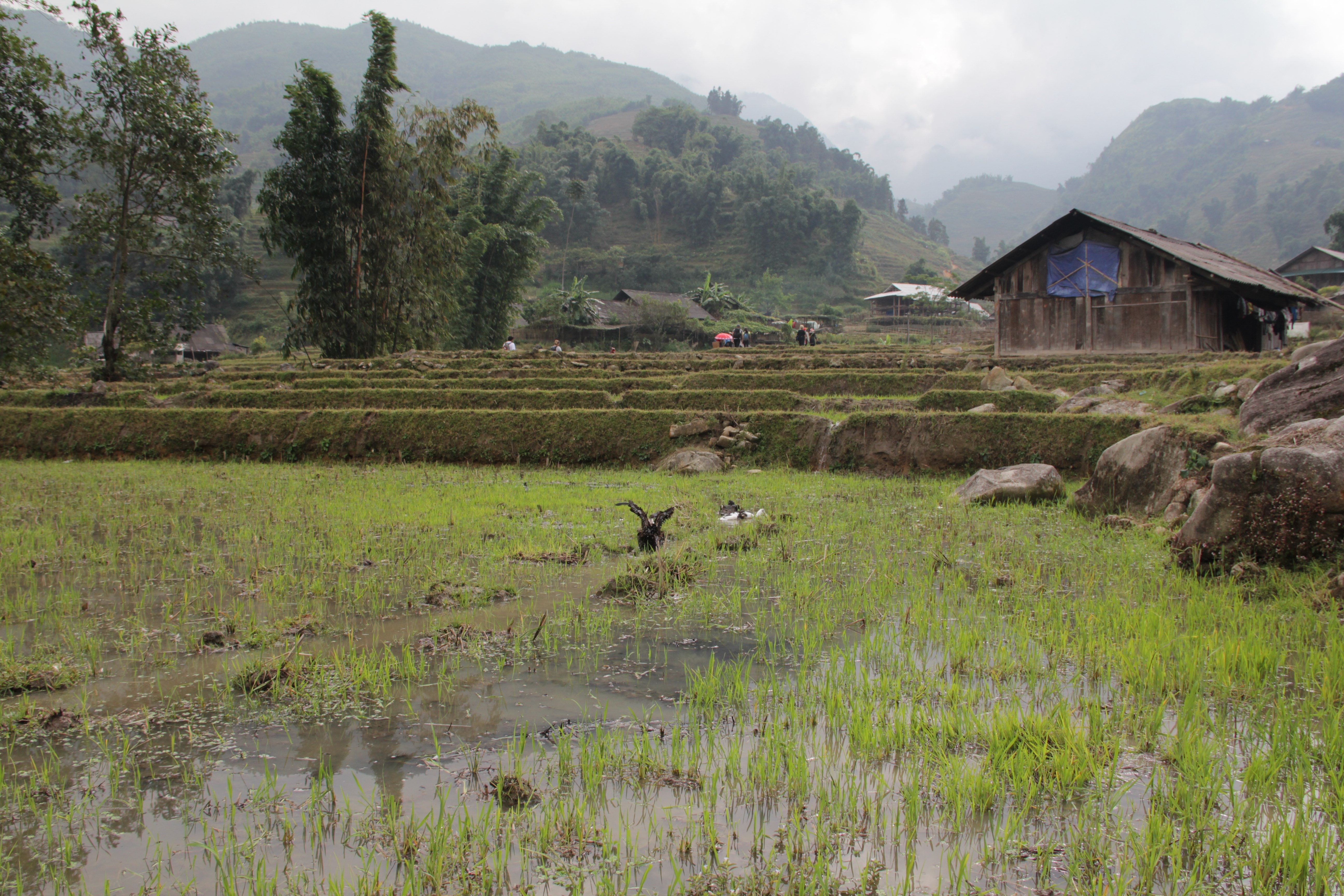 Traversée d'un village qui vit de la riziculture. (© Aurélie Bacheley)