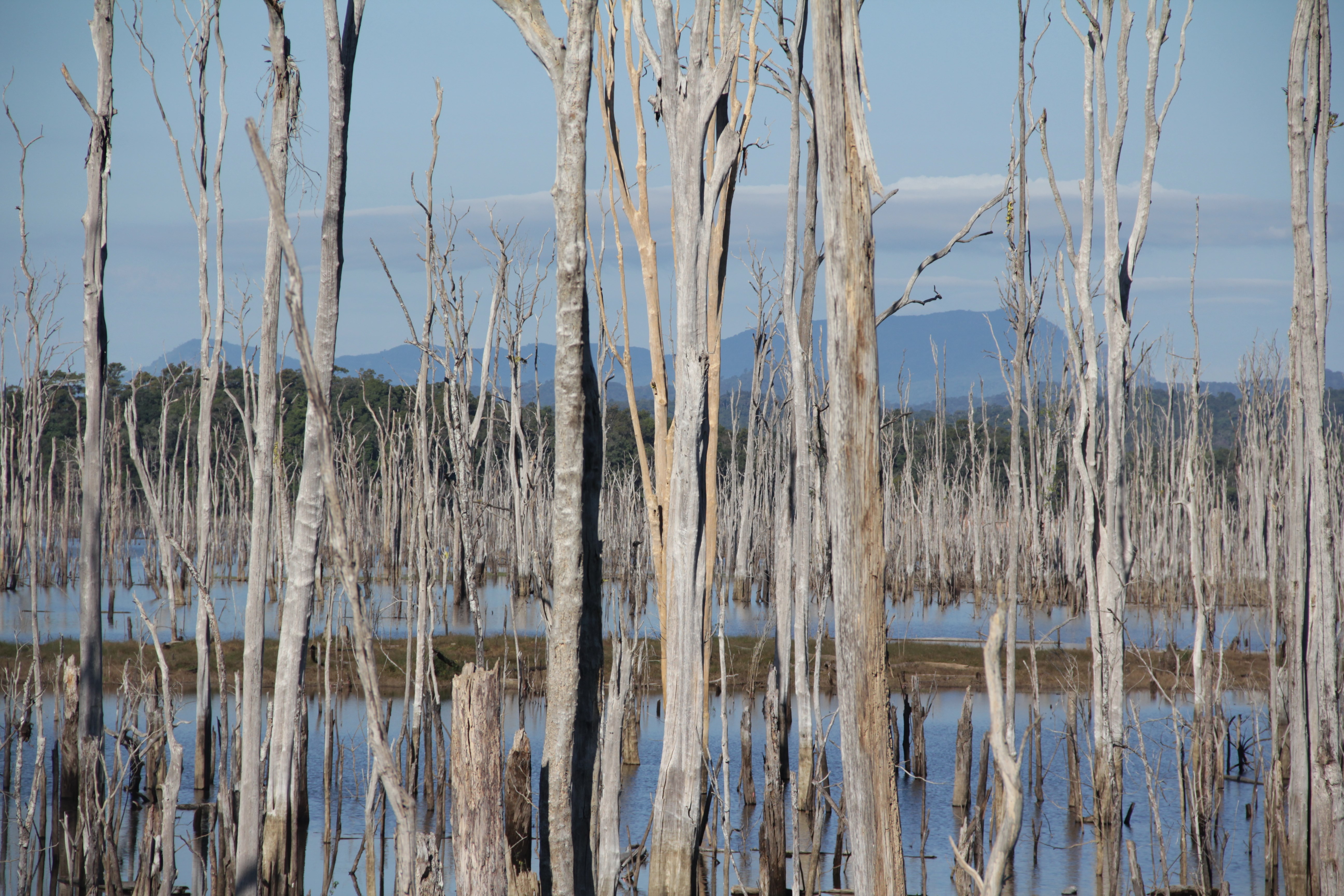 Le paysage parfois chaotique est ici composé de centaine d’arbres morts dans un lac artificiel (© Aurélie Bacheley).