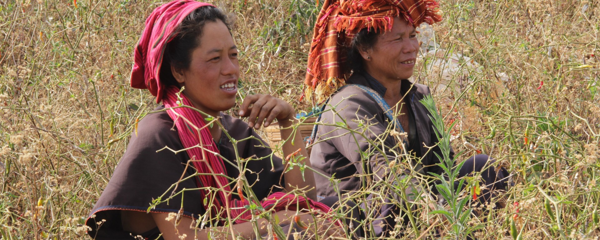 Deux femmes récoltent le chili, piment rouge qui agrémente de nombreux plats birmans (© Aurélie Bacheley).
