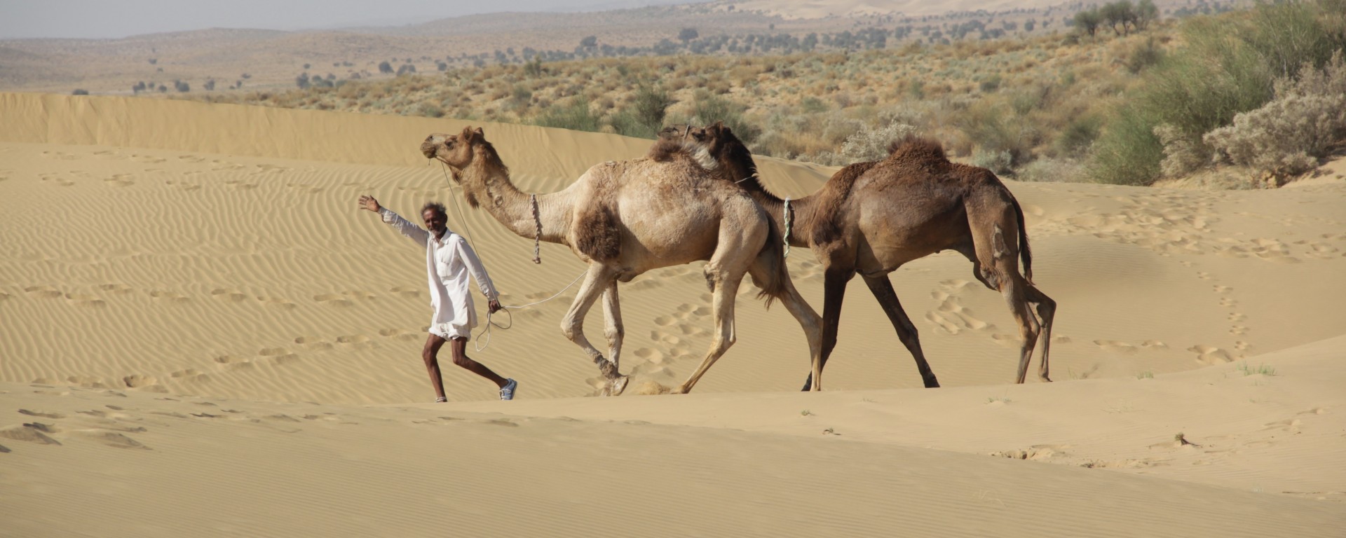 Notre guide Abey parade dans les dunes du désert du Thar avec deux de ses chameaux, Mickaël et Raju (© Jérôme Decoster).