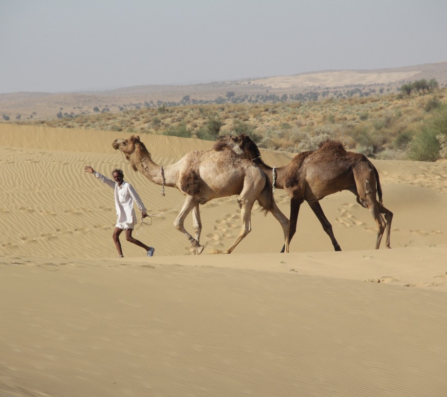 Notre guide Abey parade dans les dunes du désert du Thar avec deux de ses chameaux, Mickaël et Raju (© Jérôme Decoster).