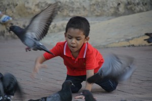 Un petit garçon nourrit les pigeons, avant de les chasser (© Jérôme Decoster).